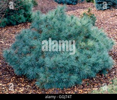 Pinus strobus - `Nana'   CON013576 Stock Photo
